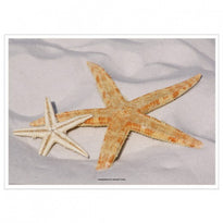 Set De Table 31X43Cm Starfish - Carton De 2000 Unités - GelatoPro.fr